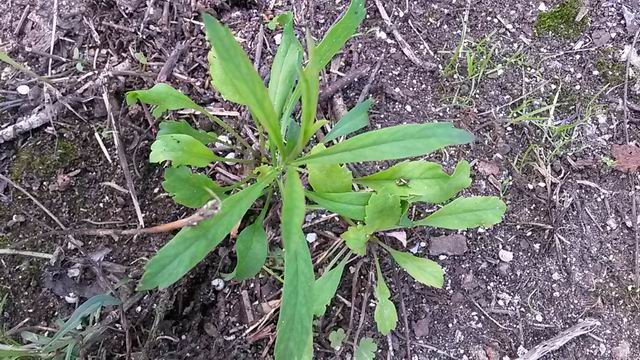 Lepidium graminifolium